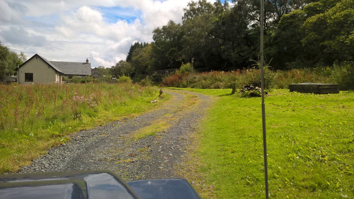 skyeandfrisa's tweet image. Fab result for car hit #Mull buzzard. Rescued from road by local &amp;amp; cared for locally. Touch &amp;amp; go but ok &amp;amp; released week ago. Saw it fly ydy😂