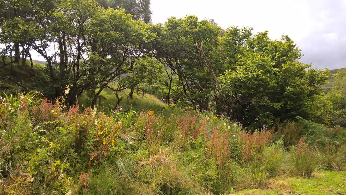 skyeandfrisa's tweet image. Fab result for car hit #Mull buzzard. Rescued from road by local &amp;amp; cared for locally. Touch &amp;amp; go but ok &amp;amp; released week ago. Saw it fly ydy😂