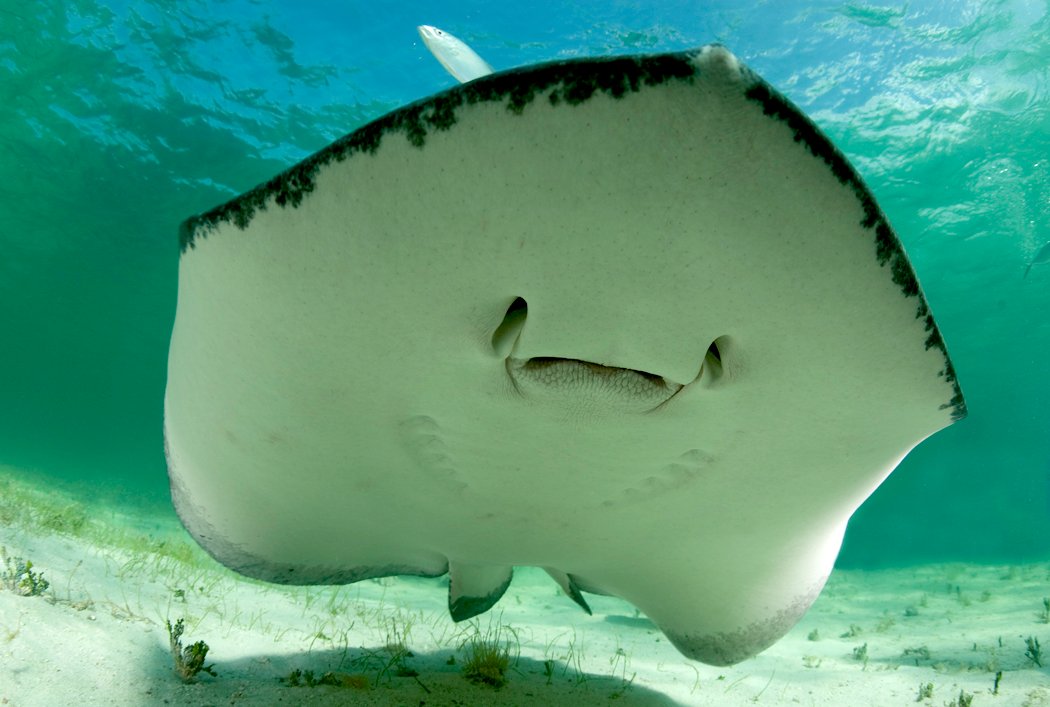 ট ইট র Padi Japan 一見とてもキュートな 顔 ですが 実はコレ エイの鼻の穴と口で 目は背中の方についています ちなみに干物のエイはまったく異なる系統の 顔 をしているので 興味のある方は検索してみて下さいね Padi豆知識 T Co