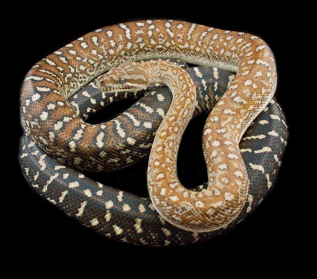 EBMorelia's tweet photo. Stonewashed female. Getting ready for next season.
#carpetpython #stonewashedbredli #bredlipython https://t.co/7Z1B3qQNWj https://t.co/stdzq21zCN