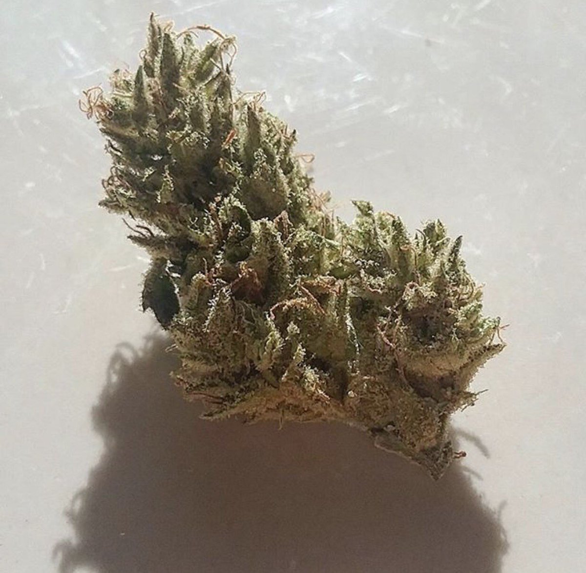 FIVEZEROTREES's tweet photo. Start the day off right w/ some Mt.Hood Magic Durban Poison Pheno. Delicious. #Astoria #fivezerotrees #cannabis #oregon #durbanpoison https://t.co/MZOXfwDPID