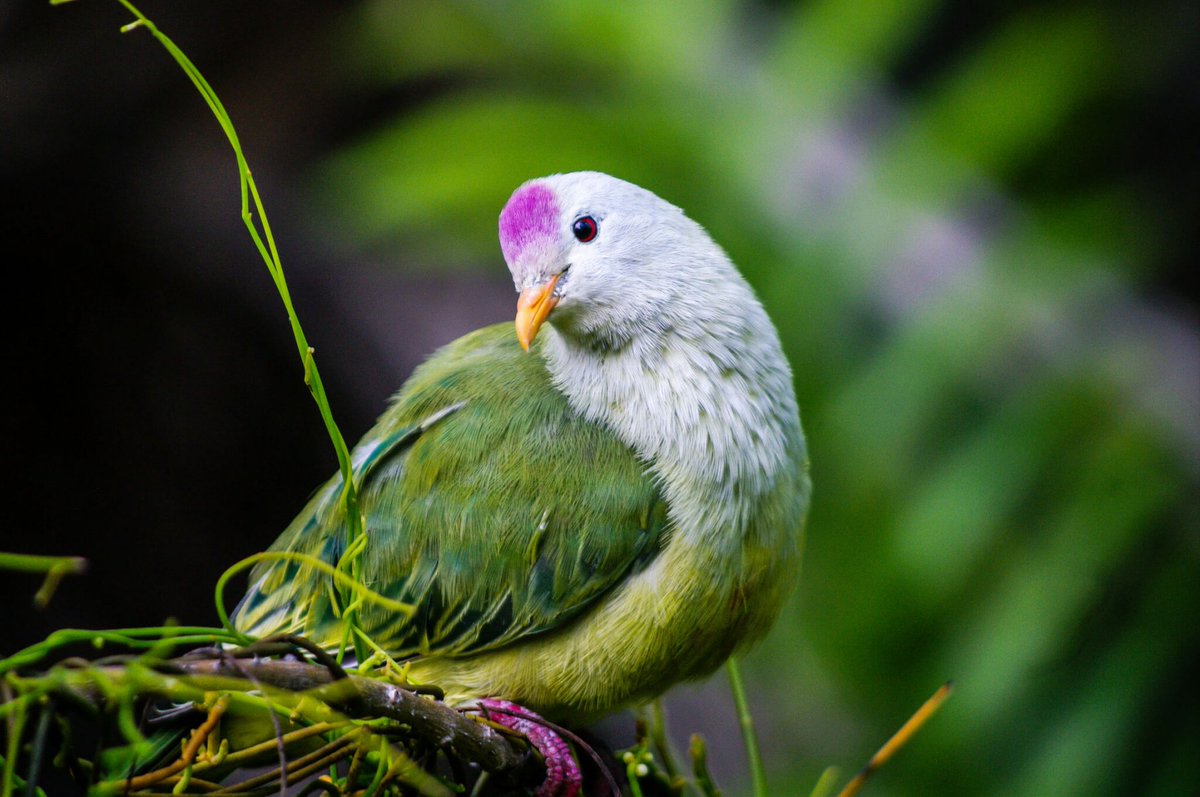 BirdLife_News's tweet image. We&apos;ve cleared five remote Pacific islands of invasive species, making them safe once again for rare endemic birds 👏👏👏birdlife.org/paradise-saved…