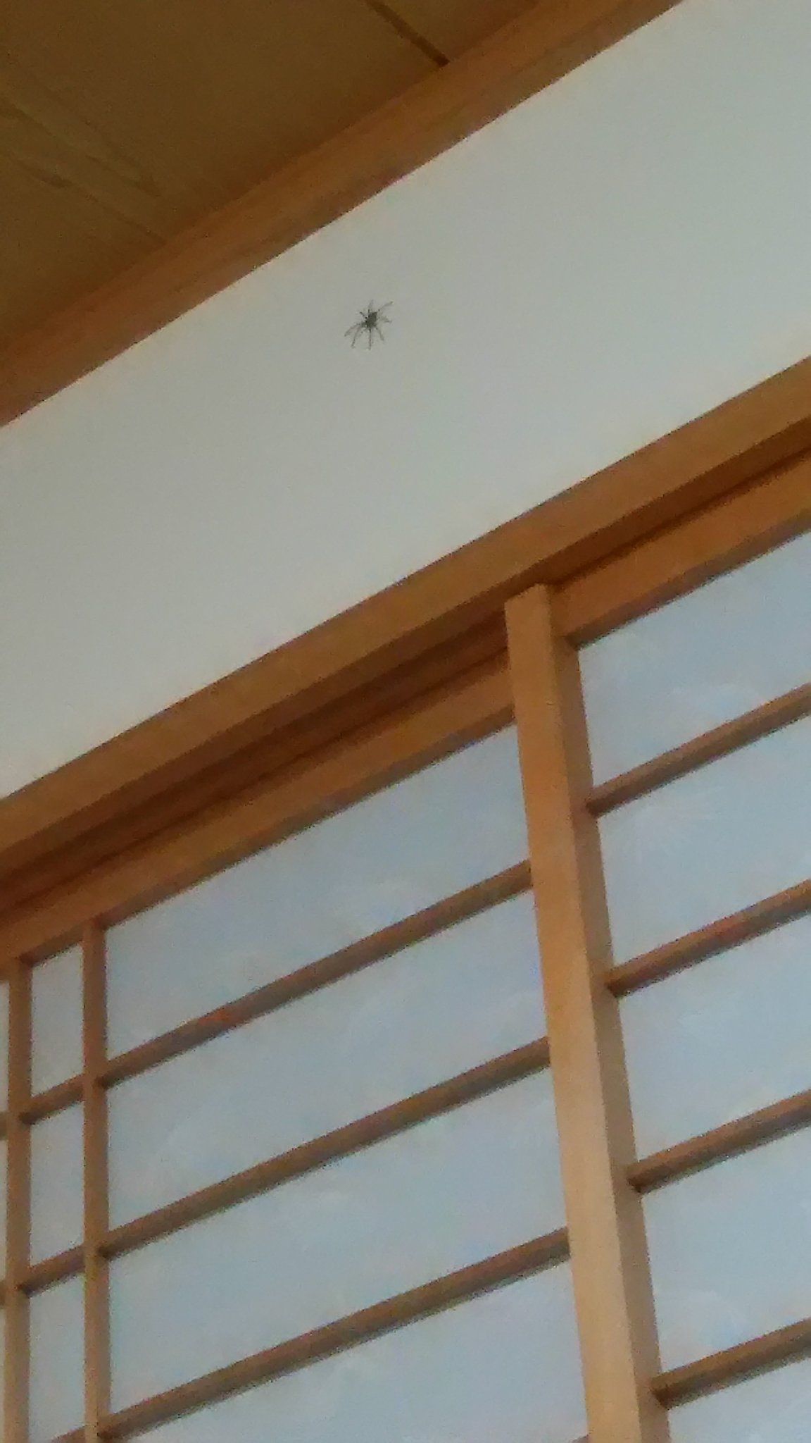 Rola Lee なぜか虫が我が家の寝室に 蜘蛛は他の害虫を食べてくれるから見逃すけど さきほど台所に小さいゲジゲジいたんだよね 駆除したけど このままだとムカデやgが出てきそうなので 週末は我が家をバルサン地獄にしましょう 害虫よ 覚悟しろ Rola Lee なぜか虫が我が家の寝室に 蜘蛛は他の害虫を食べてくれるから見逃すけど さきほど台所に小さいゲジゲジいたんだよね 駆除したけど このままだとムカデやgが出てきそうなので 週末は我が家をバルサン地獄にしましょう 害虫よ 覚悟しろ