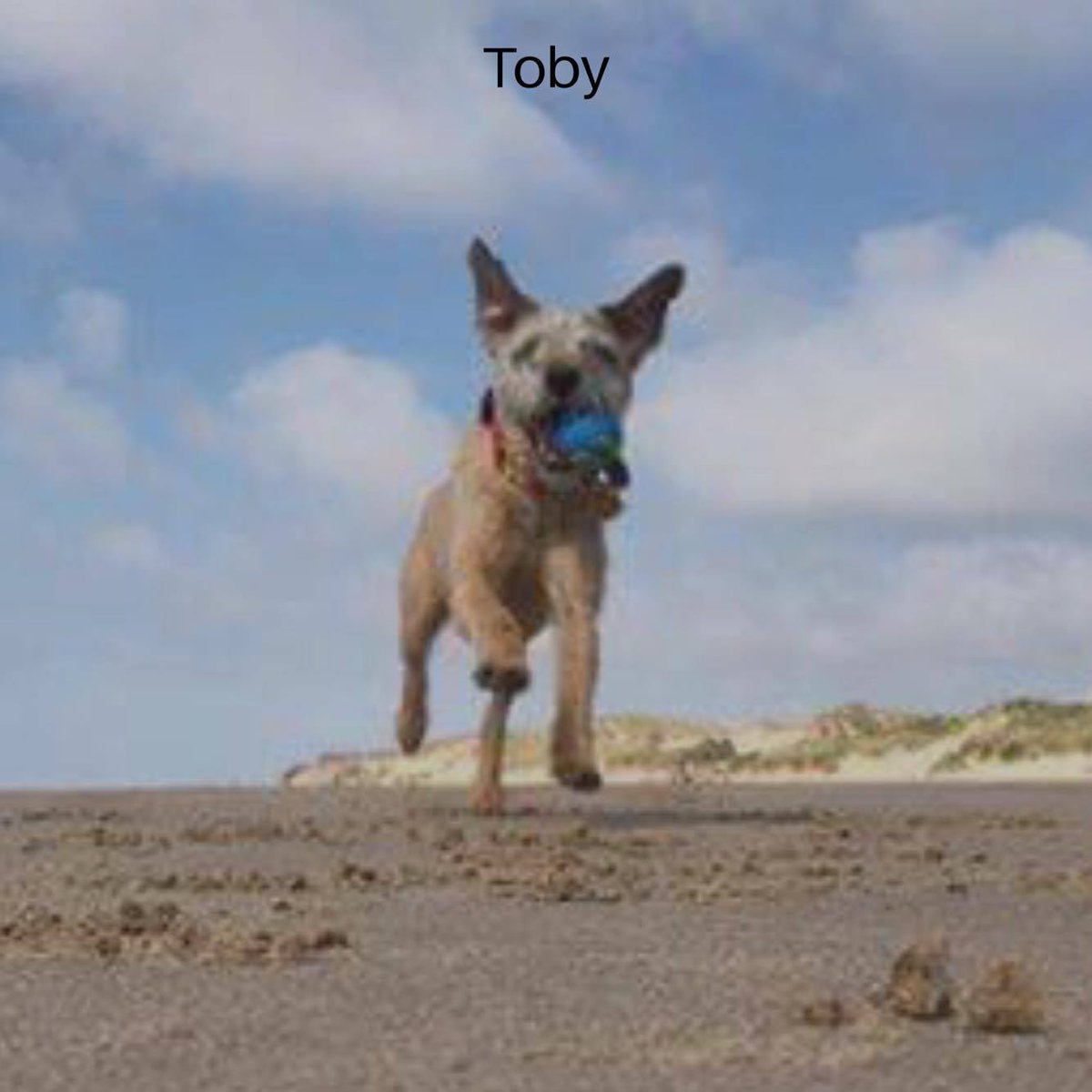 CruftsMerchShop's tweet photo. Choose your #DogOfTheMonth! type the name of the dog you want to win from the images below! https://t.co/TmKSaFYu8n