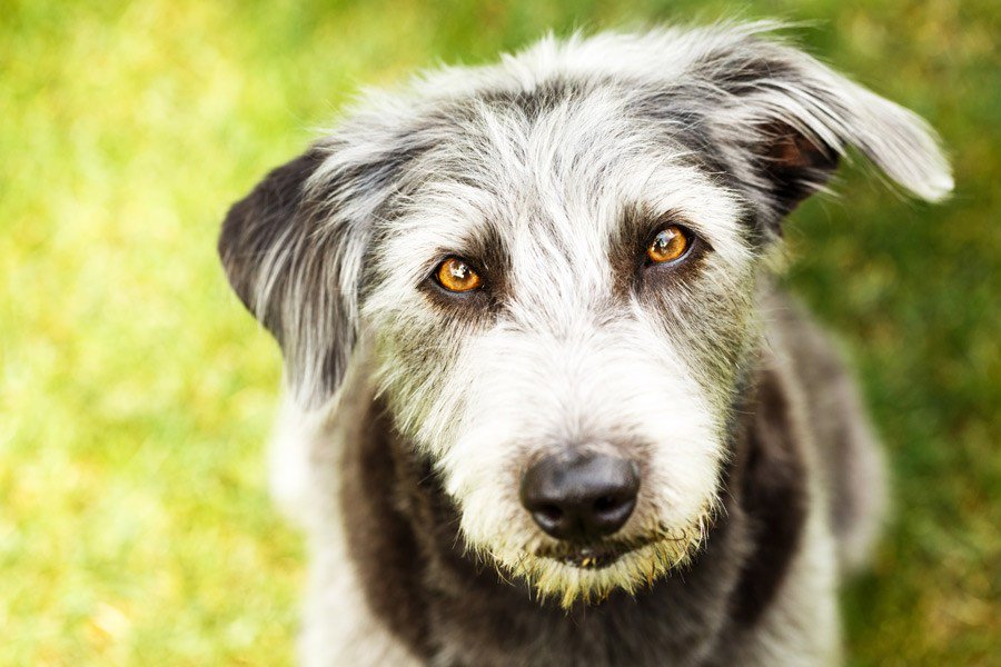 liveyoupet's tweet photo. Nationwide Mutt Day: July 31 &amp; December 2 https://t.co/RlIoRGaMTP https://t.co/efHahSPBYU