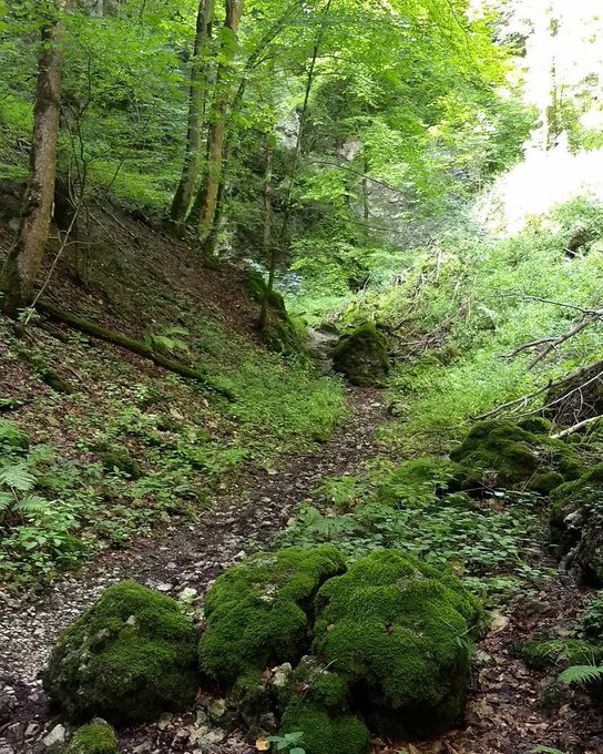 Bild auf Twitter anzeigen