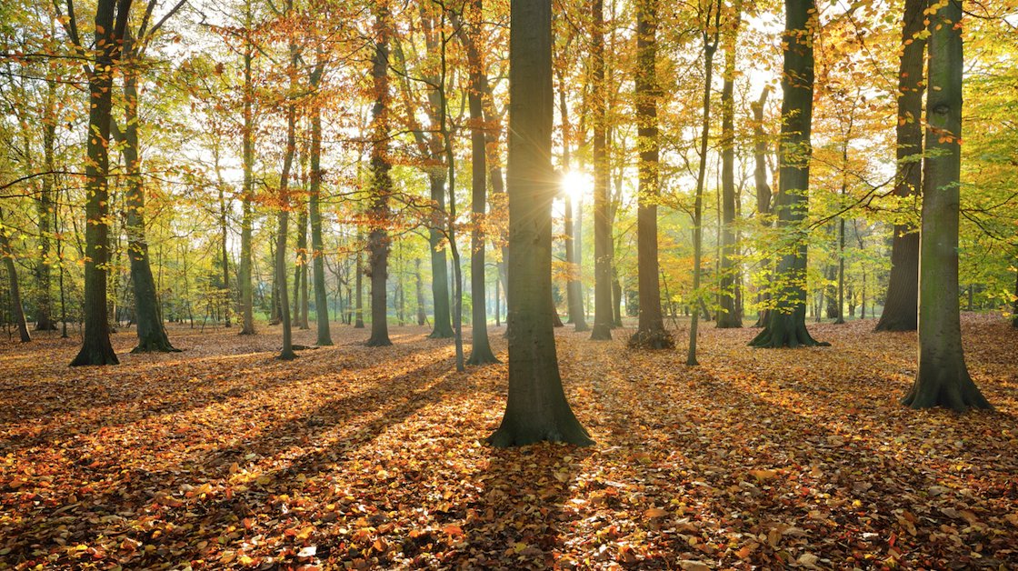 sharing_nature's tweet photo. Meet a Tree #sharingnature activity: Concepts, skills, and qualities taught: Forest appreciation, sensory awareness, empathy #getoutside https://t.co/AtX3TN8t7E