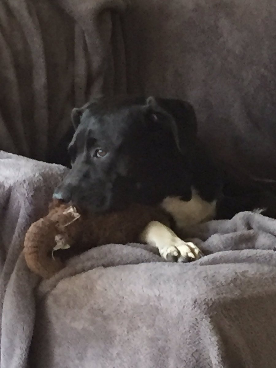 caymanthor's tweet photo. Watching the world go by with my @barkbox mammoth that is still not wrecked!! https://t.co/zr8CN4nIL3