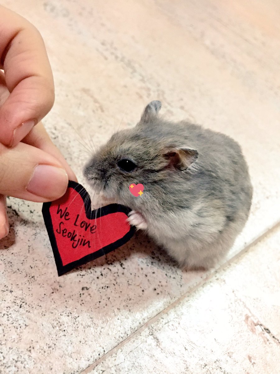 postgradksjin's tweet photo. My hamsters, Peachy and Daisy, approve of this message 🐹💕

'We Love Seokjin (김석진)' ♥️ #HeartsforJinDay https://t.co/CNGxmbeyMF