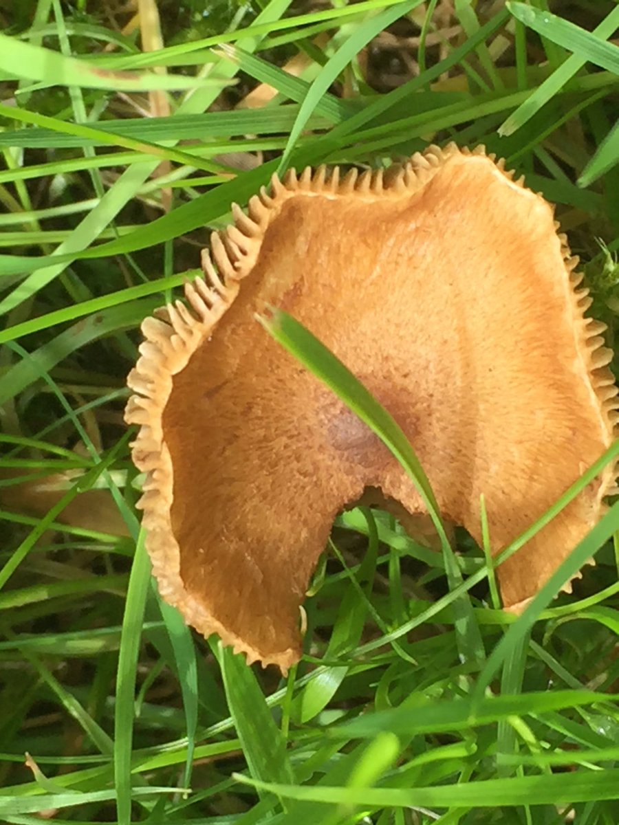 Beautiful fungi #broughtonwildness