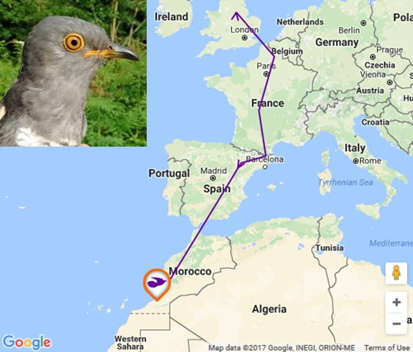 _BTO's tweet image. Cuckoo Mr Conkers looks like he&apos;s embarking on the perilous western route across the Sahara! bit.ly/2hgoBTe @YoloBirder #cuckoos