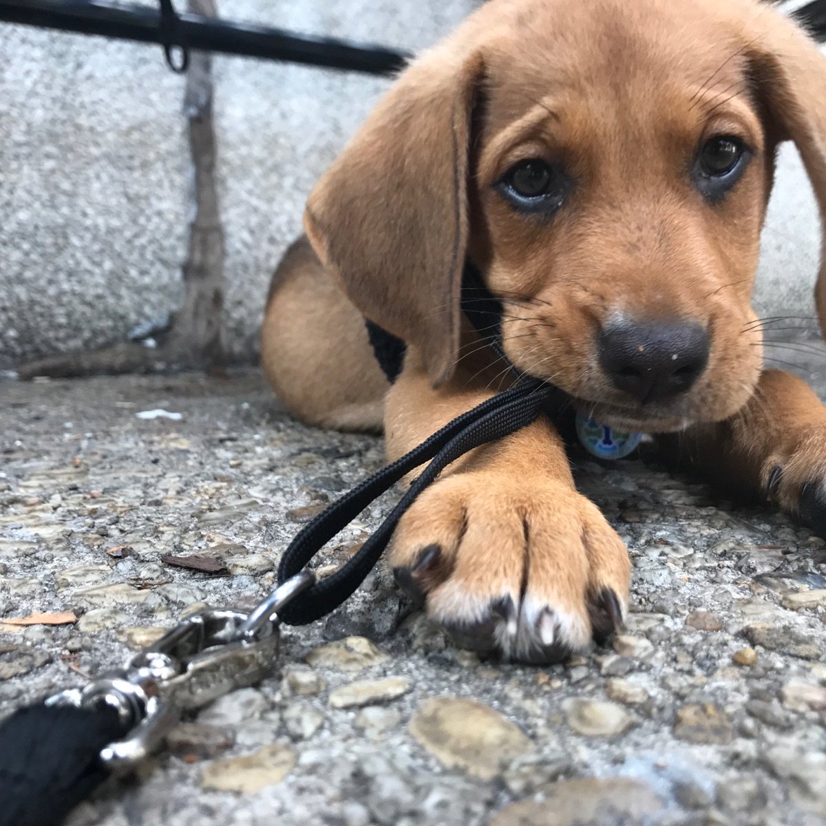 Pet of the week! Zorba in Van Ness, check out this cutie to cheer up your Monday!
#baroo #baroodc #puppies