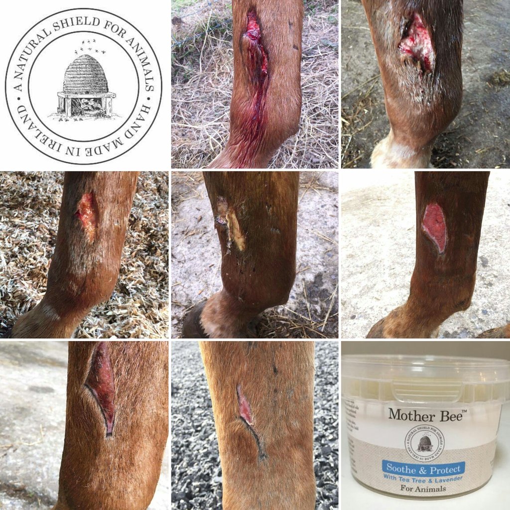 Mother_Bee's tweet photo. And that, ladies and gents...is how you heal a wound! #lovemotherbee #potofmagic #happycustomer 💛🐝💛https://t.co/vkVRSBJTU9 https://t.co/A5KUVxaUN2