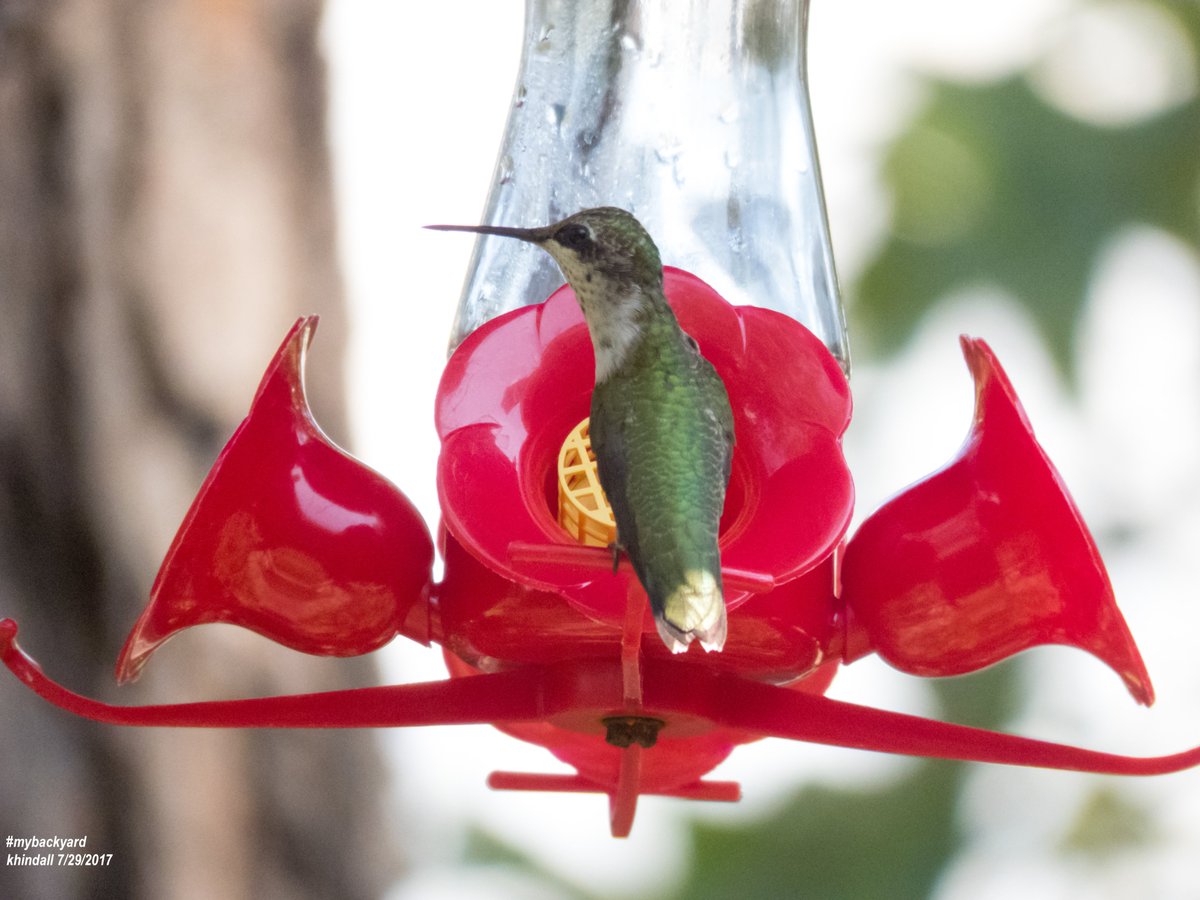 HindallK's tweet photo. Look Left, Incoming Interloper.  #Hummingbirds in #mybackyard

View more (❝MyBackyard❞) photos at: 👉 https://t.co/BZgKMUWkC1 https://t.co/H1aGUzAYGm