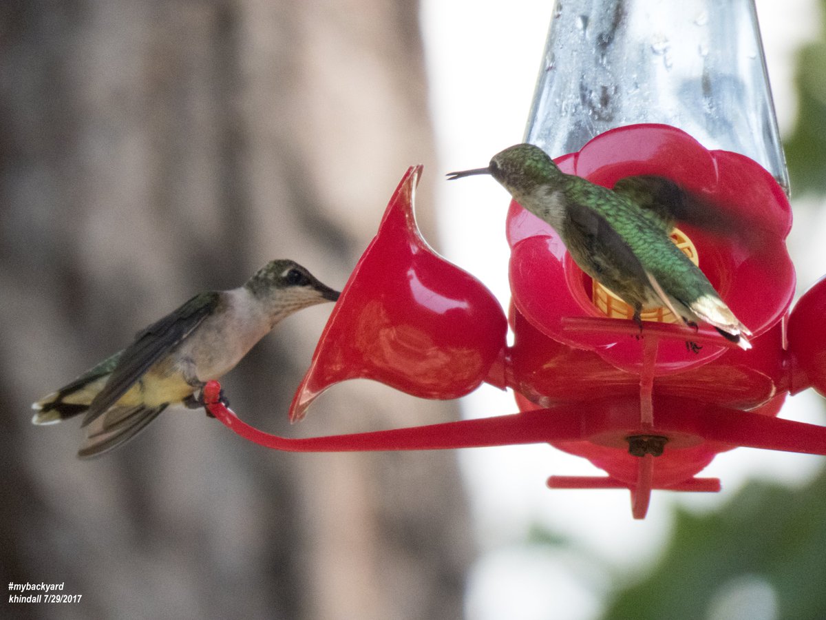 HindallK's tweet photo. Look Left, Incoming Interloper.  #Hummingbirds in #mybackyard

View more (❝MyBackyard❞) photos at: 👉 https://t.co/BZgKMUWkC1 https://t.co/vsRhWcj5JE