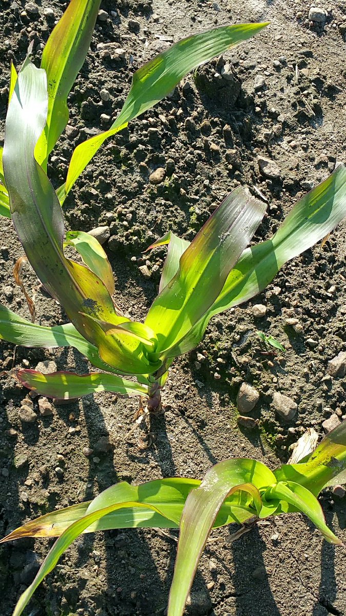 farmerschneck's tweet photo. Drowned out spots should make knee high by the 4th of august. #ontag #Monsoon2017 #corn #nutraboss got the nitrogen into it. Purple leafs https://t.co/N2XwWWBdk8