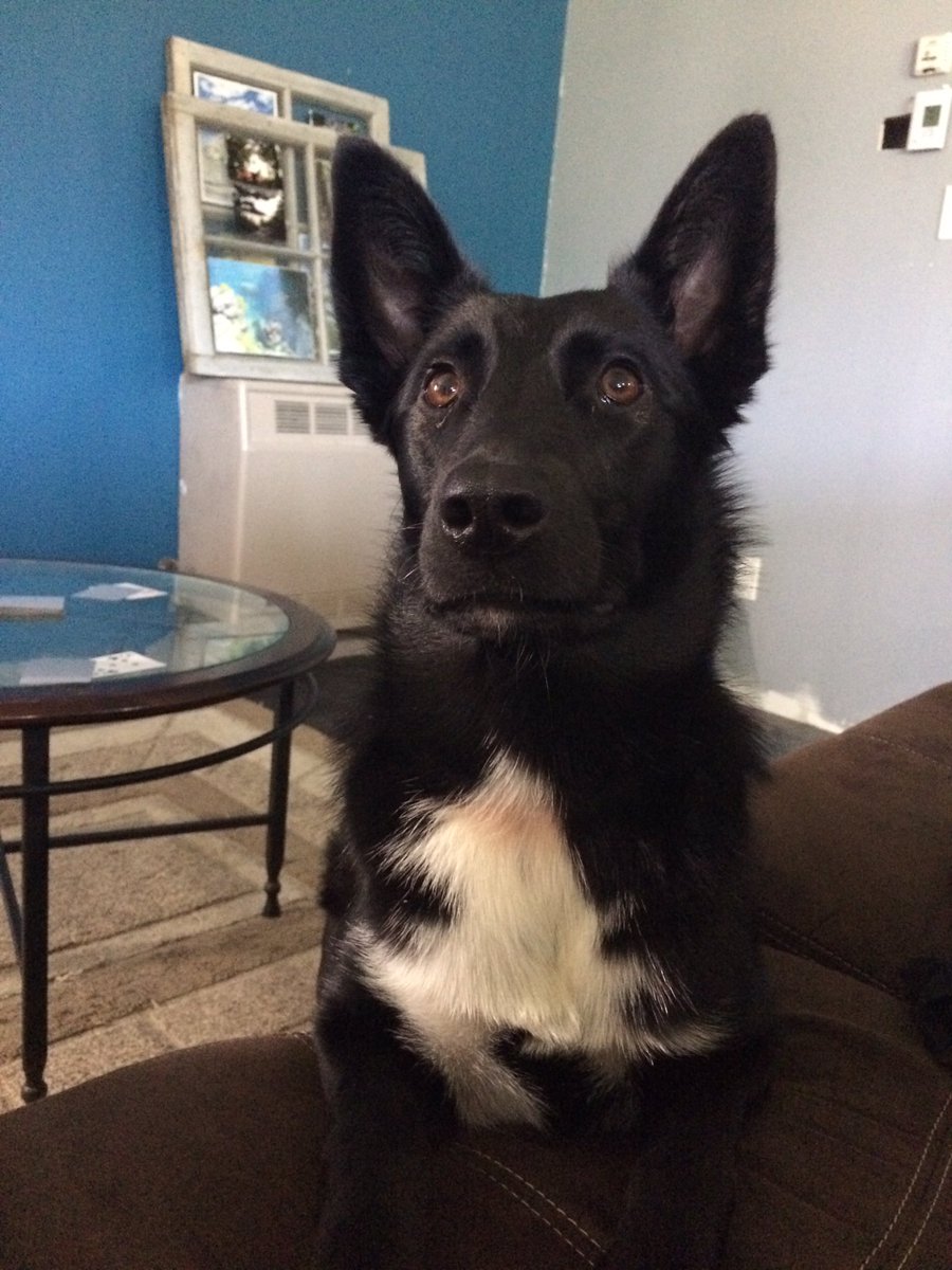 #NationalMuttDay our rescue puppy Tahlia #bordercollie #GermanShepherd #lab #cattledog #mutt #MuttMonday #AdoptDontShop