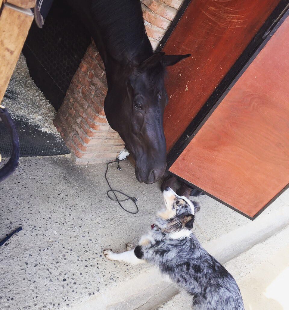 VirginiaYarur's tweet photo. Endy Rava's new friend! 🐴❤️🐶
#dressage #twohearts #horse #dressagehorse #dog #horseanddog #doglife @FEI_Global @_COCH_OFICIAL https://t.co/YMU13TEUhL
