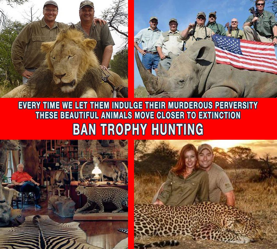 _AnimalAdvocate's tweet photo. Boycott @Arsenal
A prick who owns it, owns this piece of crap > @MyOutdoorTV
#endangeredSpecies #BanTrophyHuntiing
https://t.co/BHXB2WpGM4 https://t.co/qFA2ne77Bh