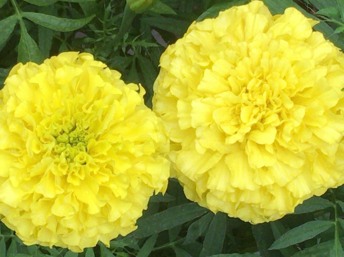 chiko6565's tweet photo. マリーゴールド
#マリーゴールド #marrygold #Flower #flower #フラワー #花 #花壇 #ガーデニング #ガーデン https://t.co/MYEyuQmHki