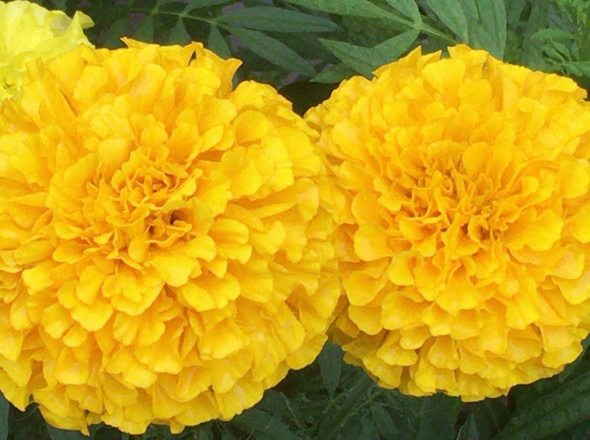 chiko6565's tweet photo. マリーゴールド
#マリーゴールド #marrygold #Flower #flower #フラワー #花 #花壇 #ガーデニング #ガーデン https://t.co/MYEyuQmHki