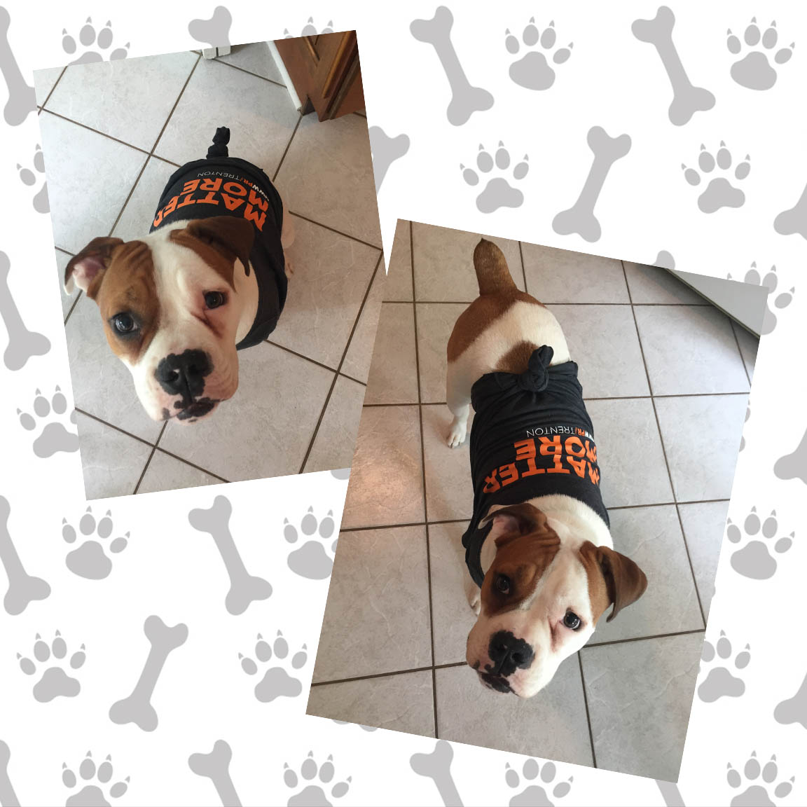 MWW_PR's tweet image. Mondays are better when you #MatterMore! #woofwoof 🐾