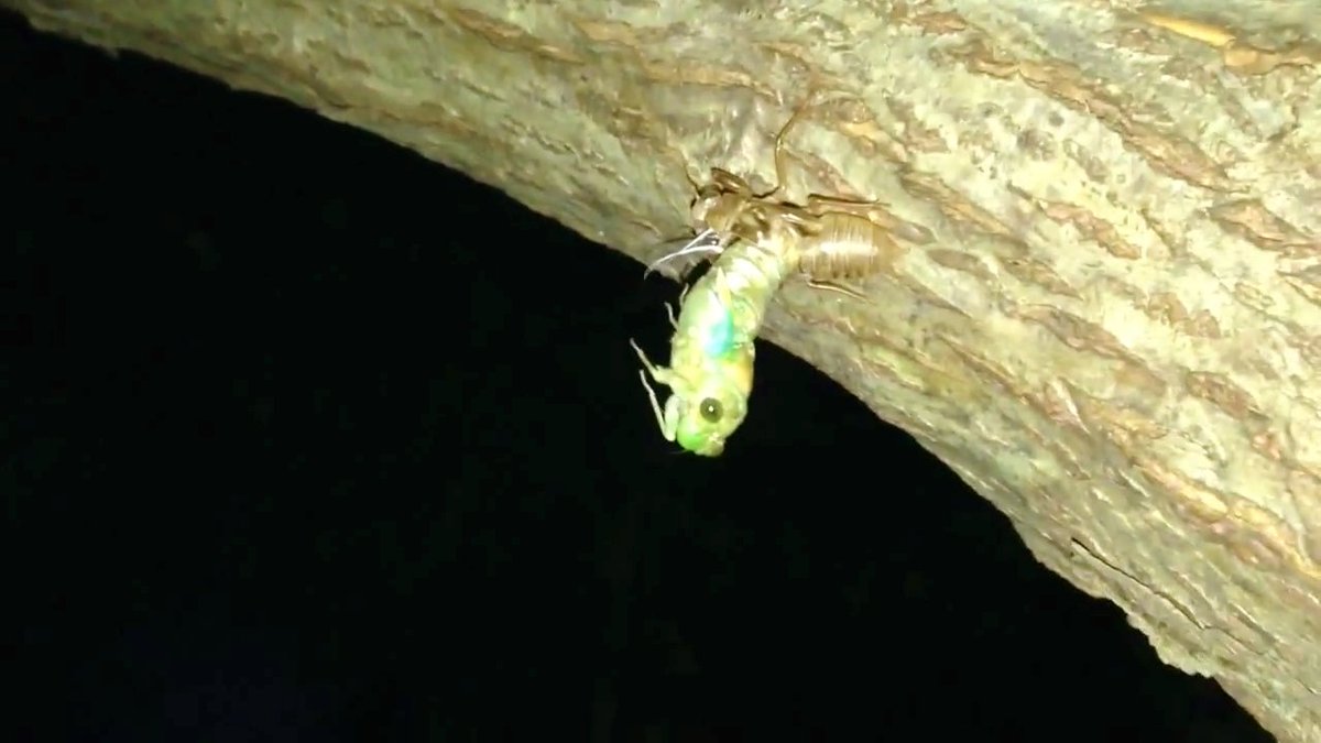 fumiboo4649's tweet photo. #่ #็พฝๅ #็ฅ็ง็ #ๅใๅฝ #ๅฝใฎ่ผใ #cicada #emergence #mysterious #transientlife #brillianceoflife #PENTAXshooting #thankyouforseeingthephotos https://t.co/gYhrrJcxwZ