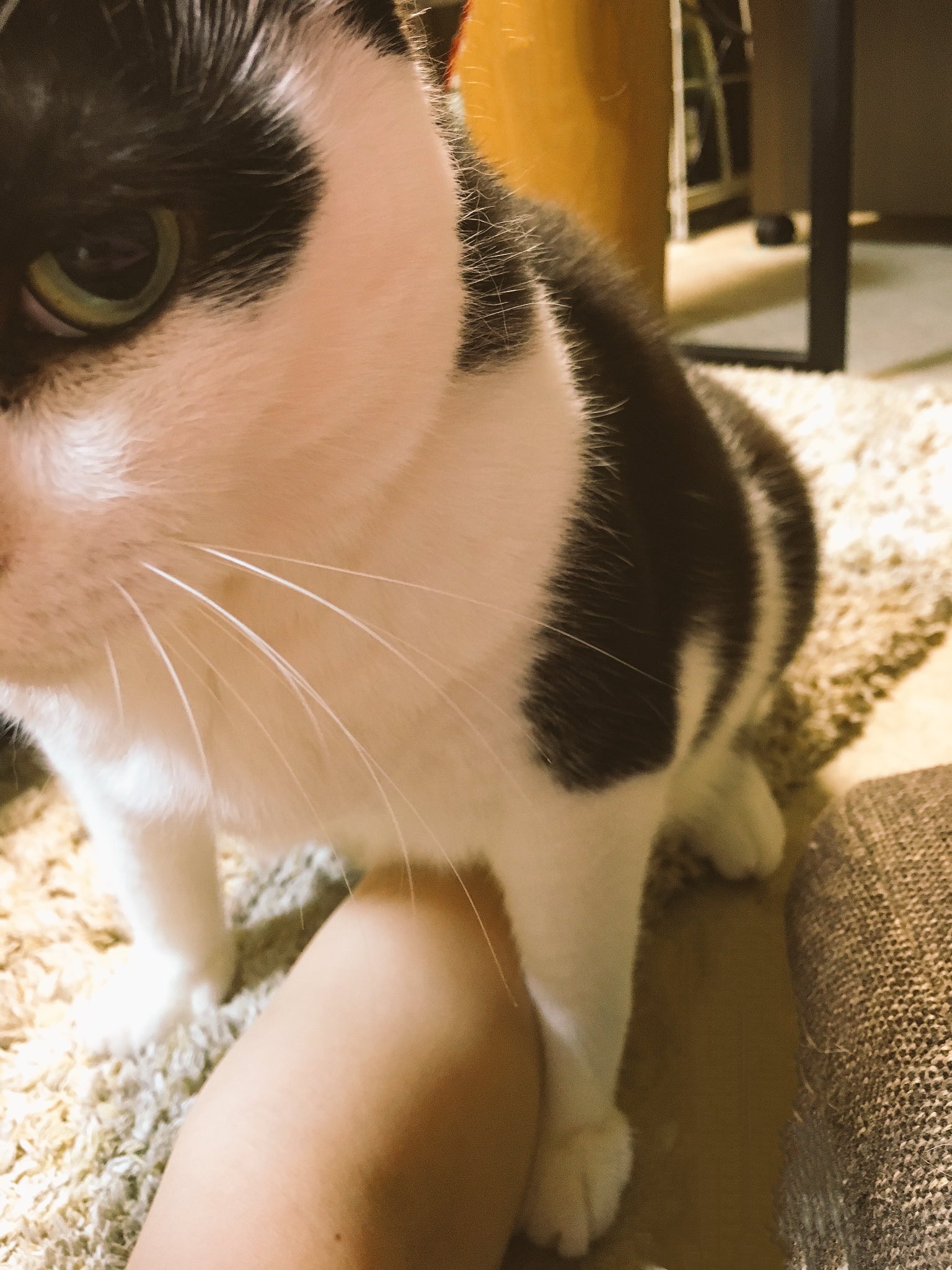 ココニャ 猫写真集 発売中 大猫 揉むがよい 今日もよく頑張ったなえらいぞ スタッ モミモミ モミモミモミミ T Co 0uysf3xgq2 Twitter