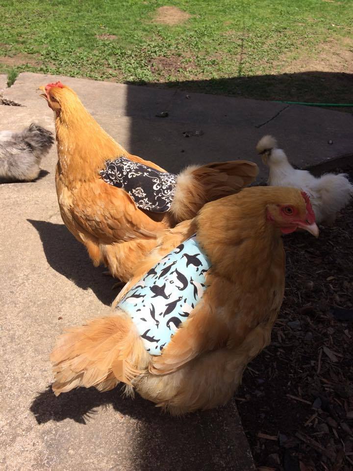 fallonjones6's tweet photo. Daisy said she is #heretostay. Chickens are pets too! #chickensofhrm #chickensofhalifax #backyardflock #lovemychickens #chickenmodel https://t.co/D45r8Zp3LY