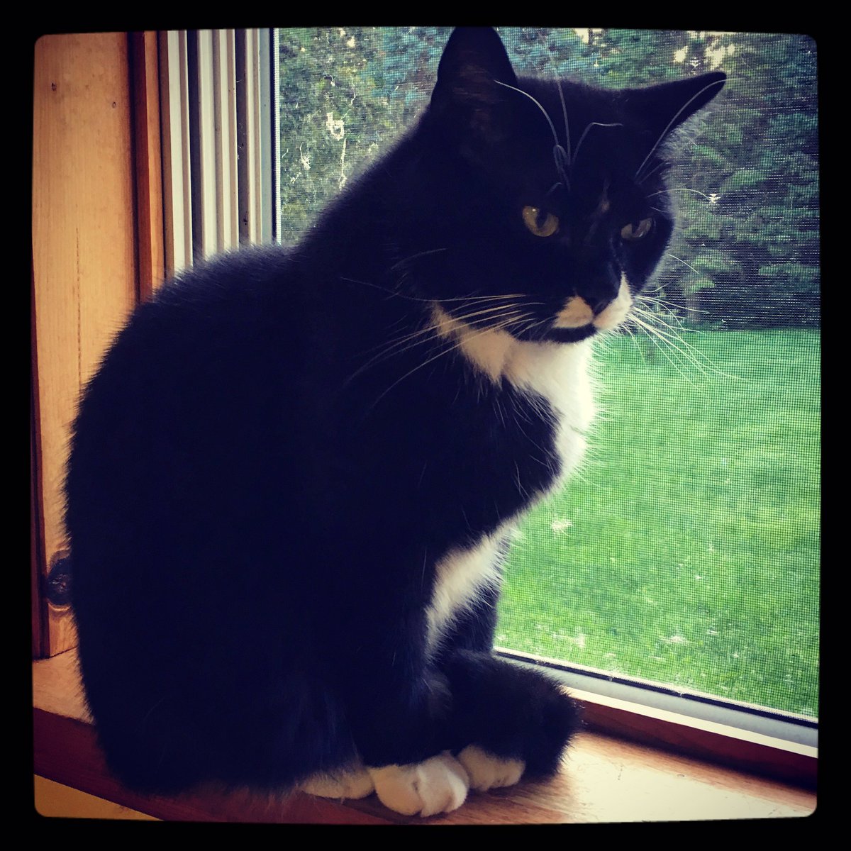 catladyceramics's tweet image. "This is my, have to do a thousand things before I nap face." Monkey #birding #bugchasing #eating #pillowtester @catsofinstagram