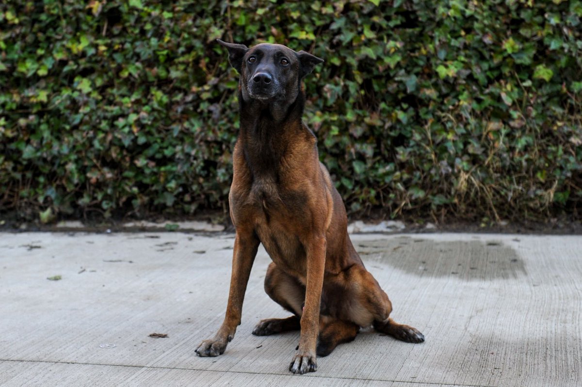 El Hulk és un pastor belga malinoise, va néixer el 2008 i fa set anys que és amb nosaltres. Es dedica a la recerca de persones #UnitatCanina