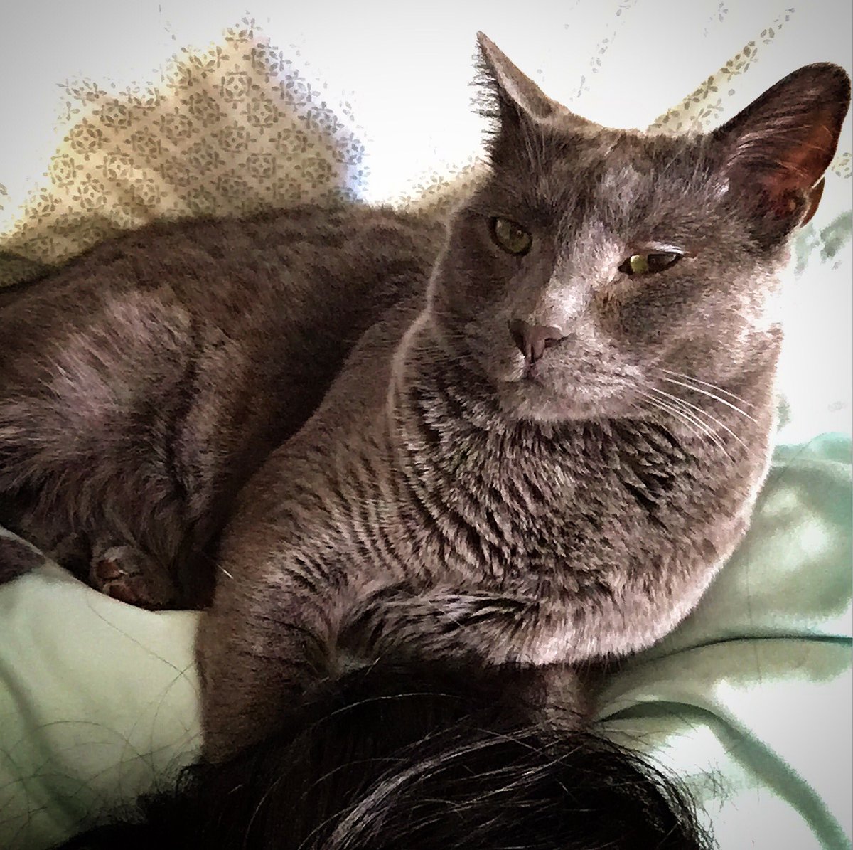 SneezyMonster's tweet photo. Wake up and feed me tuna! 🐱💕 #MeowLife https://t.co/EGZTplO2To