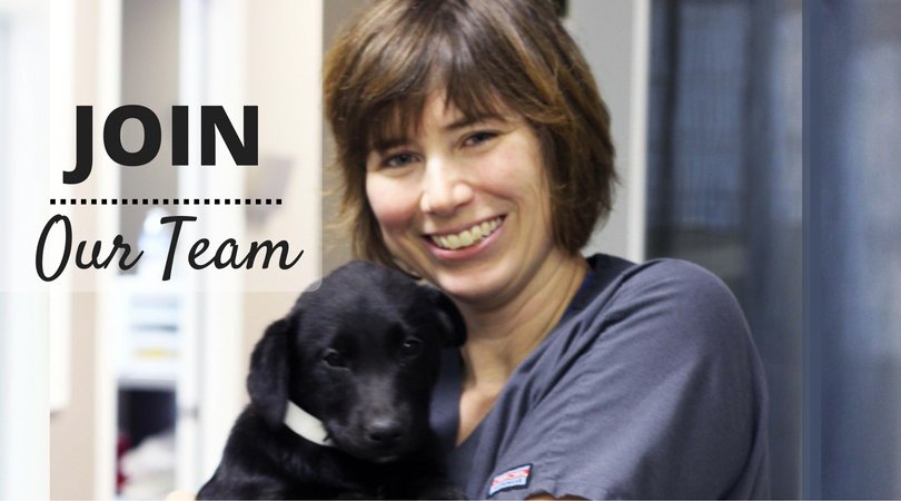 PetsAliveIN's tweet photo. We're hiring a Part-Time Administrative Assistant! Job description: https://t.co/f6cJzqe4Ao https://t.co/JkGGgKvw1k
