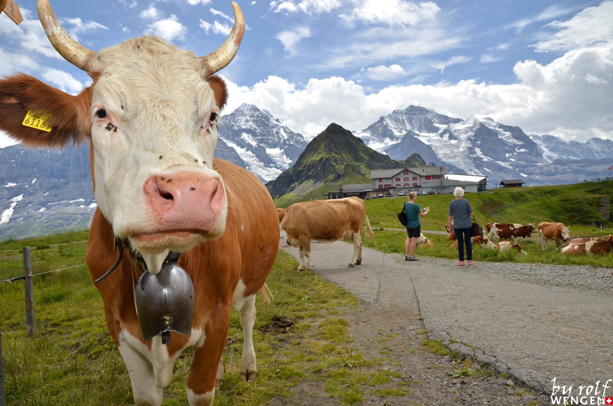 WengenSwiss tweet picture
