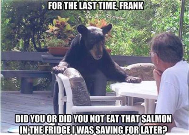 Petcaptions's tweet image. 