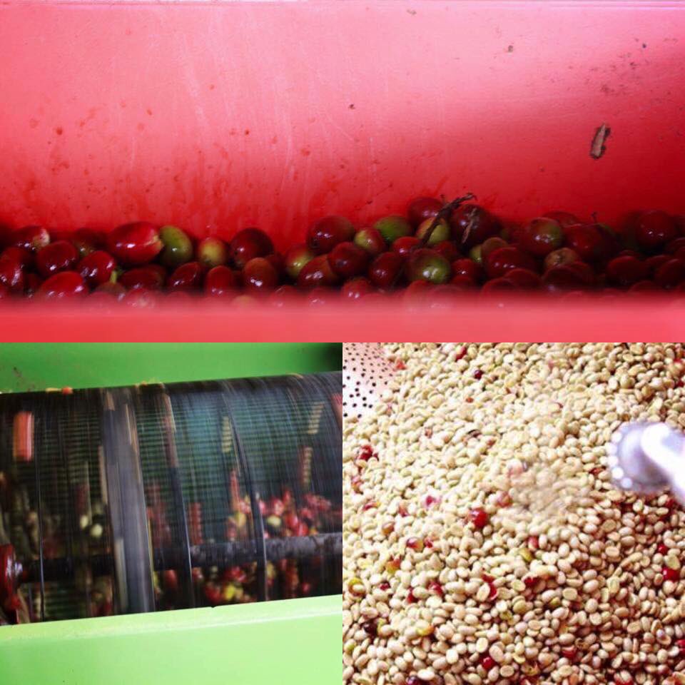 OrigenTC's tweet photo. Proceso Lavado link:https://t.co/DAmjtlTpIq
#origentostadoresdecafe #washedProcess #ProcesoLavado https://t.co/5s043oADJu