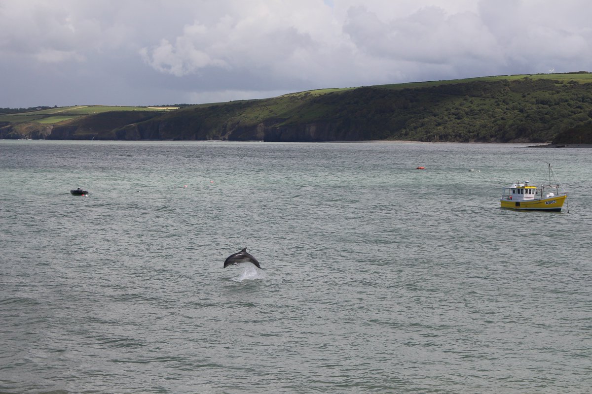 NE_Ferguson's tweet photo. @CardiganBay Loved seeing the dolphins today in New Quay Harbour with @cityferg and @MummyFerg https://t.co/dR7DCboiJm