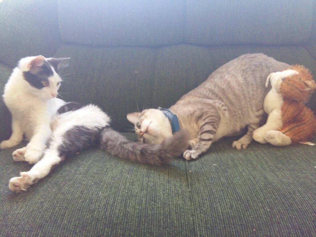 wtfmiu's tweet photo. EU VOU REBOLAR BEM NA SUA CARA https://t.co/gpCaDsfj3i