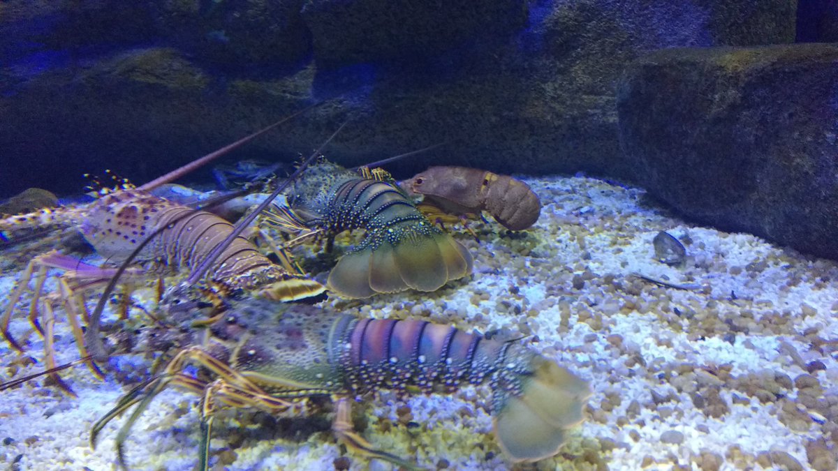 DaGalloStudio's tweet photo. #Cenografia #CostãoRochoso para o #tanque dos #Invertebrados para o #AquaRiomarinhodoRio #GalloStudio #rochaartificial #rockwork #aquarismo https://t.co/xMCVVcgzeE