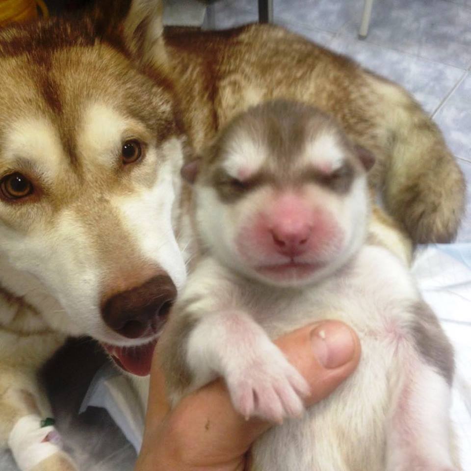 Perfect_Vet's tweet photo. Еще одна счастливая история про новорожденных щенков
https://t.co/td3B8j4tcy
#ветклиникасолнцевопарк #родысобаки #ветпомощьроды https://t.co/jZaueZhZJ4
