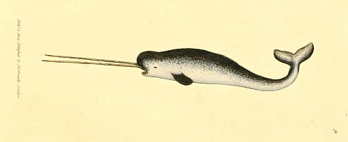 NMNH's tweet photo. It’s narwhal week @NMNH and we’re bringing this elusive Arctic mammal into the spotlight! Follow along all this week using #ArcticLegend https://t.co/Ccj9XYWNzi