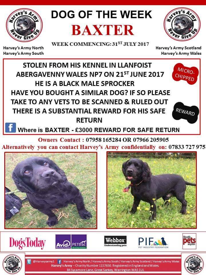 Harveysarmy1's tweet photo. 🐶DOG OF THE WEEK🐶 🌟STOLEN🌟 #Sprocker #Abergavenny #Wales #FindBaxter @Animal_Watch @Animals1st @Team4Nature300 TYSM https://t.co/6Js9tCZY8w