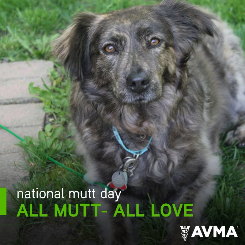 AVMAvets's tweet photo. No matter which breeds are in their lineage, love is always in the mix. Join us in celebrating #NationalMuttDay! https://t.co/P6MggA3cWG