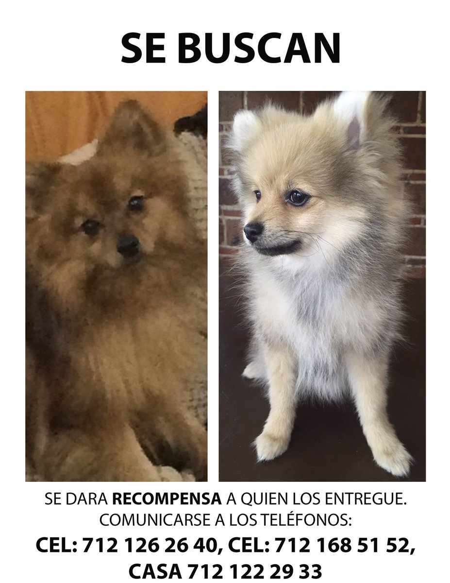 MyraCR's tweet photo. Por favor ayuden a encontrarlos y si tienen info favor de comunicarse #estadodemexico #atlaco #atlacomulco #perdido https://t.co/Owrpcidm5W