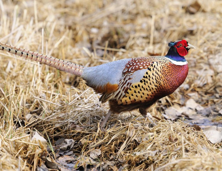 Pioneering youths: Pa. pheasant hunt a first since start of recovery areas program. <a href="/PAGameComm/">Pennsylvania Game Commission</a> <a href="/pheasants4ever/">Pheasants Forever</a> outdoornews.com/2017/07/31/pen…