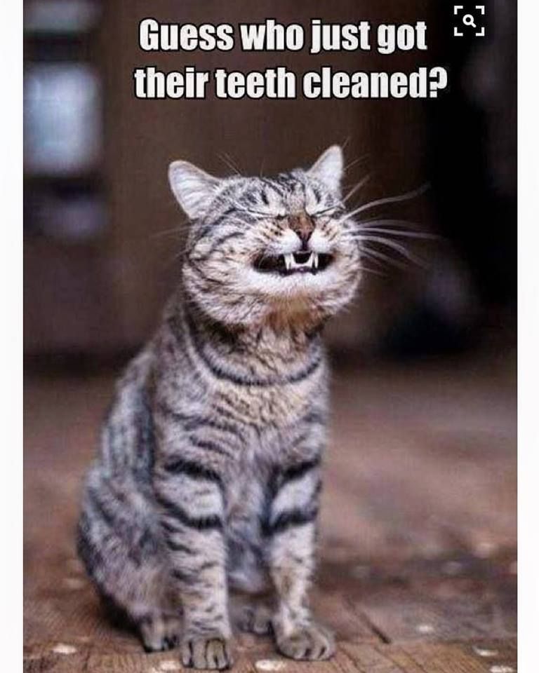 scottelderdds's tweet photo. #MondayFunday : We all have done this at some point 😉 #relatable https://t.co/0h7MdQ8Vmm