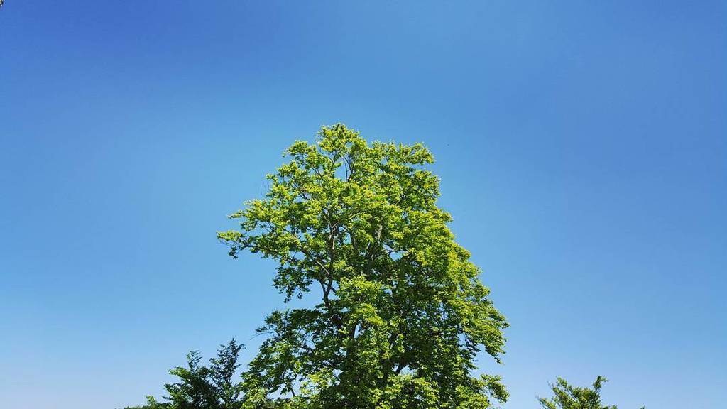 tintentopf's tweet photo. Blue Sky #tree #storytelling #filmmaking #crafting #writing #specialeffects #fantasy #animation #mysterie #mechani… https://t.co/sPBXtXb7xQ https://t.co/6fFVU8KwxV