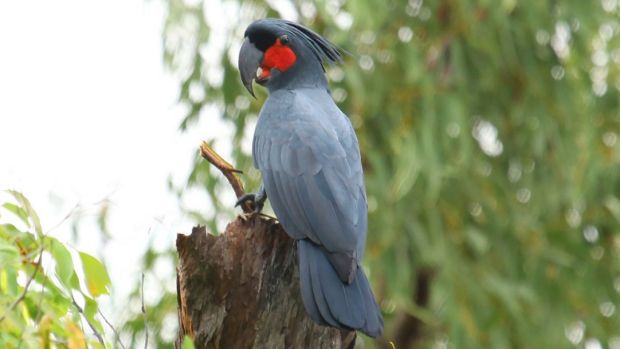 RobShumaker's tweet photo. Wonderful article @GrrlScientist on tool use by male palm cockatoos to attract a mate
https://t.co/cdi24JdNw7
#animaltoolbehavior https://t.co/6gnnzcOVig