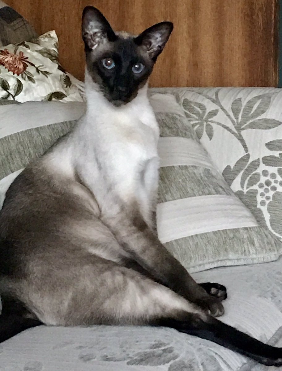 Fiametta14's tweet photo. Cats make me laugh! Or at least, mine do ... https://t.co/Yn38bMY5lV