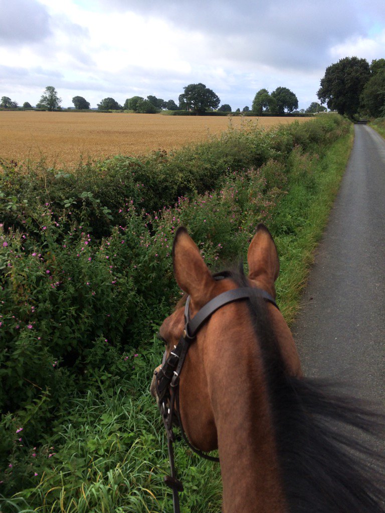 Teddysmum's tweet photo. Lovely few days with flynn! A jolly hack early yesterday and then a quick jump today which he and I loved! #toppony https://t.co/T2UkmvWGsl
